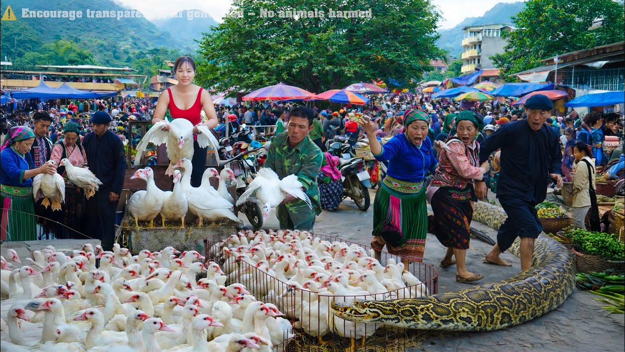 72 Hours of Hunting Giant Monster Python Invading the Duck Market – Harvesting 1000+ Ducks for Sale