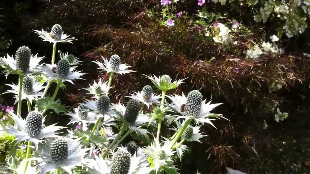 The Garden Ghost Eryngium giganteum
