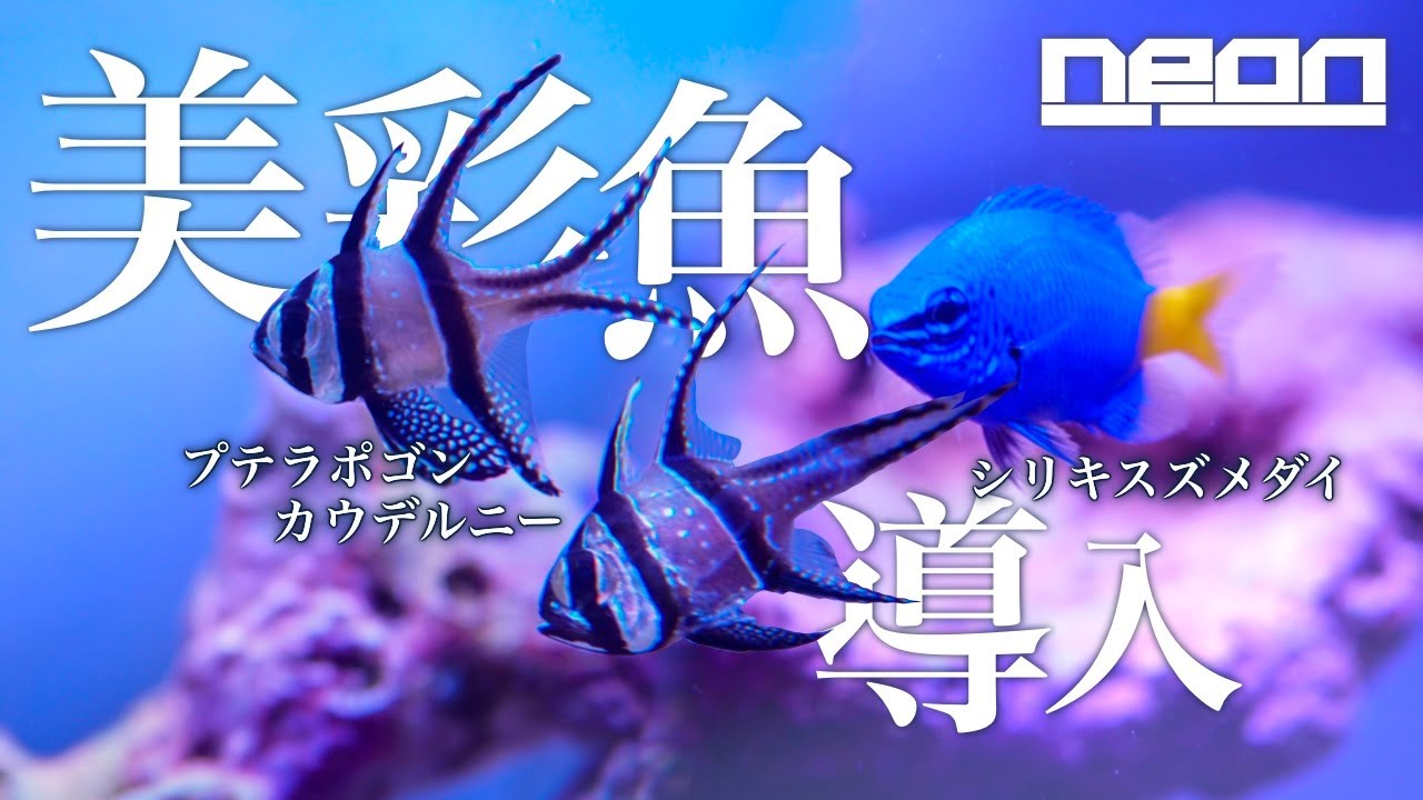 【新しいネットショップ利用！】美しい…我が家の海がより鮮やかになりました。プテラポゴンカウデルニーとシリキスズメダイをお迎え！【 ne0n 】 
