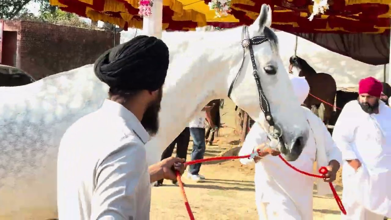 #horse #punjabi Jagraon