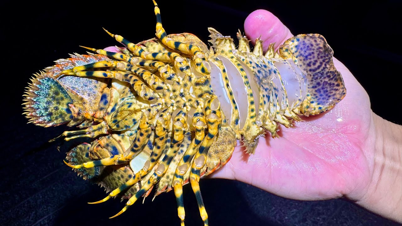 【ドブリウム】汚いドブに潜ってガサガサをしてみたら幻のエビに猛毒生物まで？？？