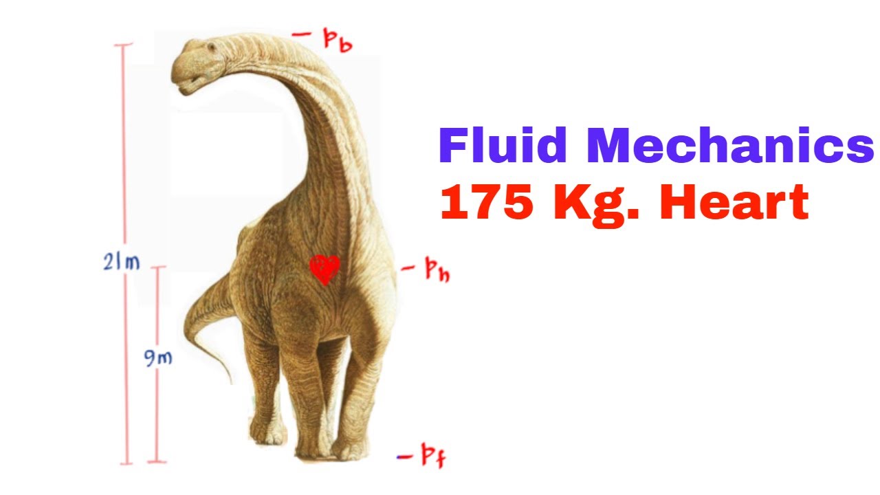 Blood Pressure of Argentinosaurus (Fluid Mechanics) #7