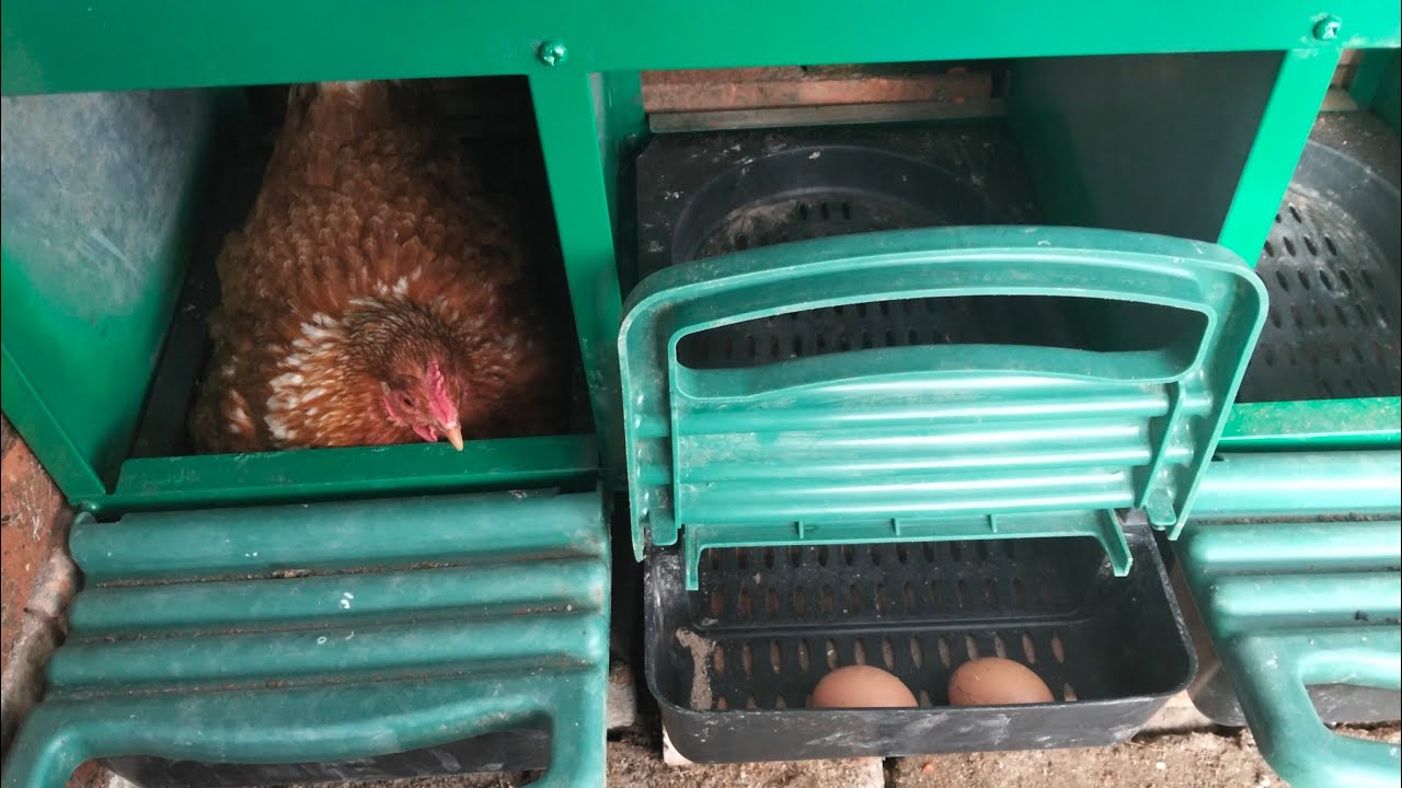 Mejoramiento del gallinero , nuevo sitio para postura.