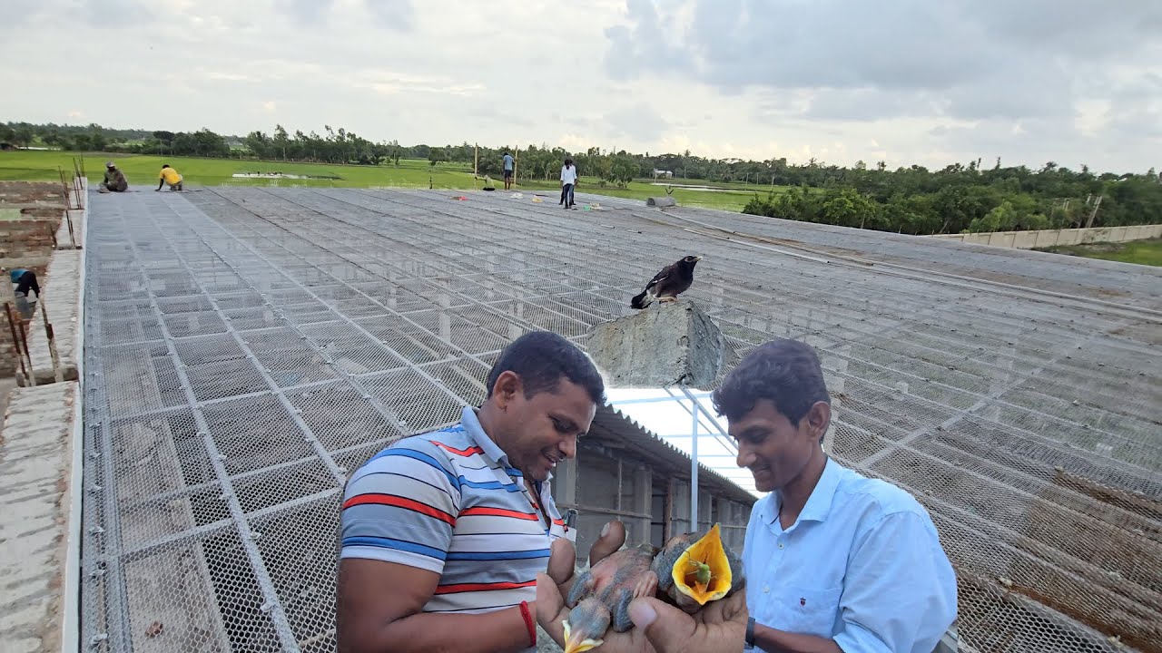 Indian Mayna Breeding / Parrot Dipankar New Parrot Farm Aviary Shape And Size.