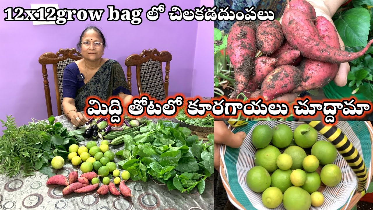 మిద్దె తోటలో కూరగాయలు కోసుకుందామా  || Harvest