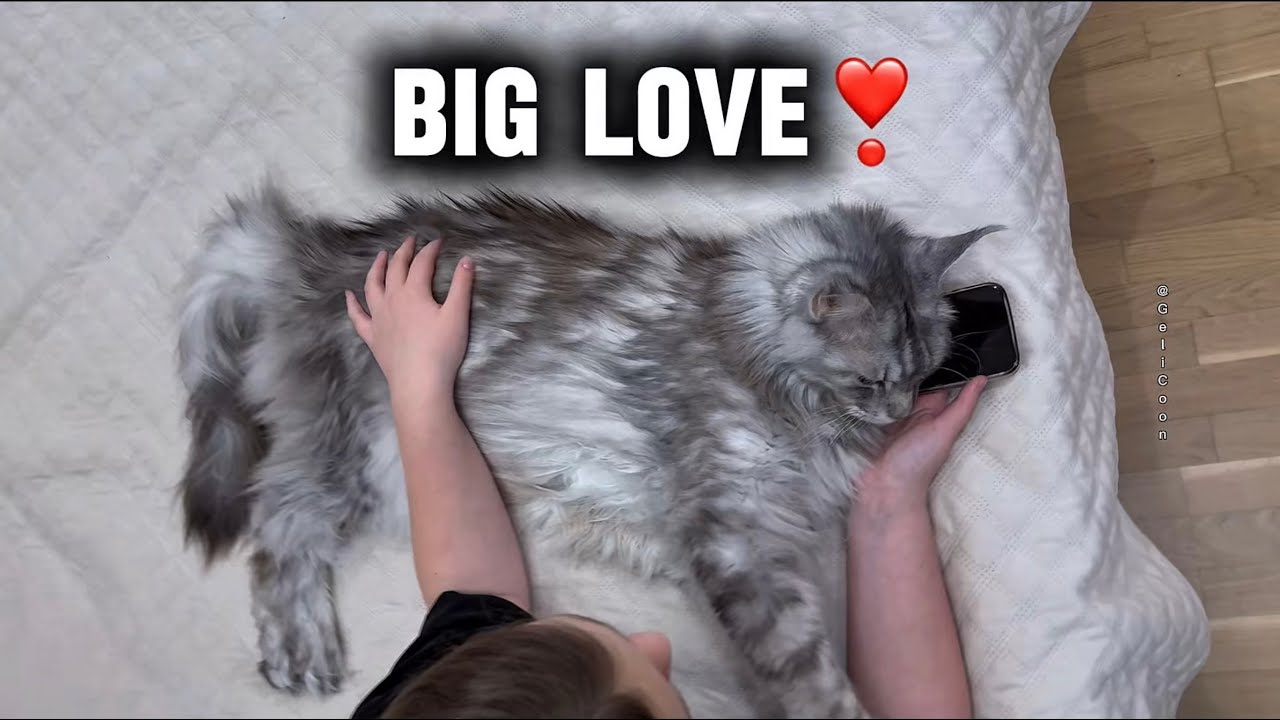 Have you ever felt the silent symphony of a cat's love?❣️