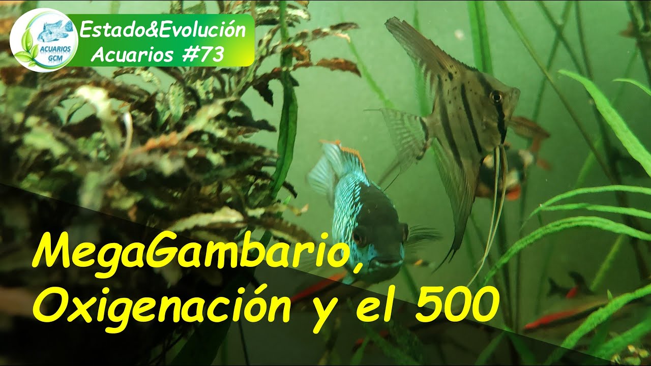 Estado&Evolución Acuarios#73: Un MegaGambario, Oxigenación en Acuario Plantado & el 500 litros