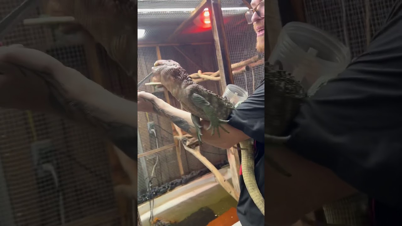 Caiman lizard bites my hand! Loves clams!