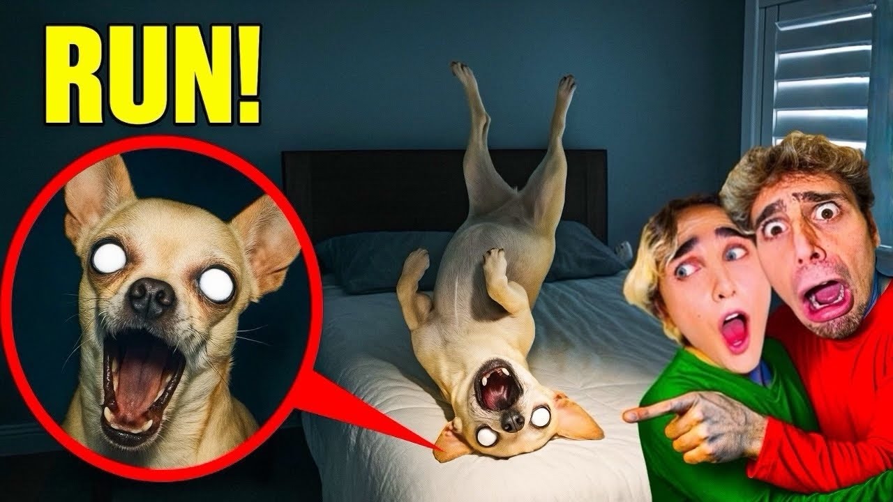 IF YOU SEE YOUR DOG SLEEPING LIKE THIS…RUN! 😱