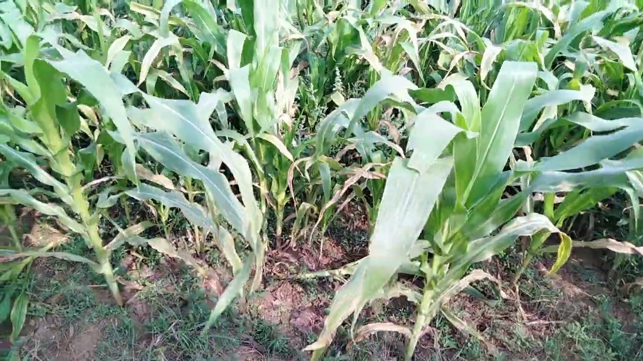 मकाई की खेती केसे करे#desi #farming #agriculture 