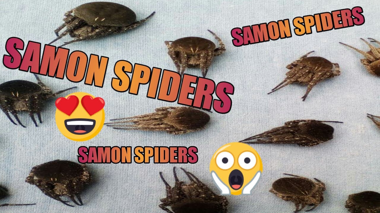 ISABELA'S FINEST!!! SAMON PRIDE PH | TOP SAMON SPIDERS