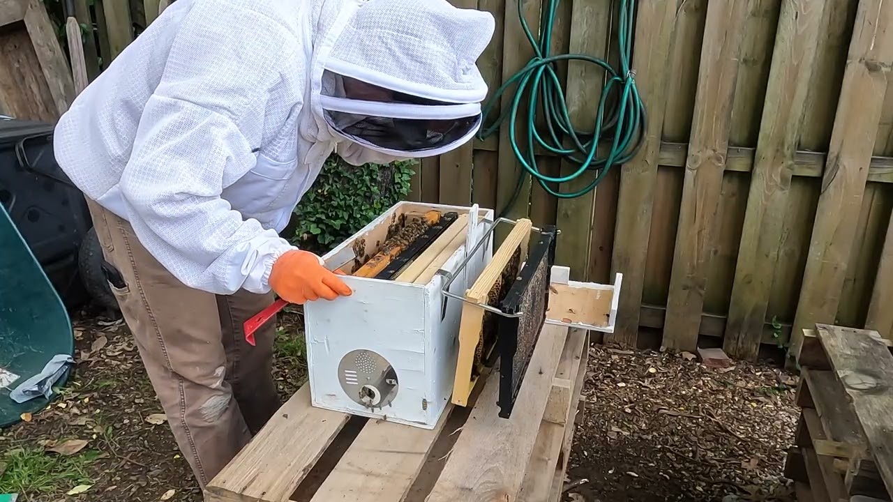 Swarm Trap Check