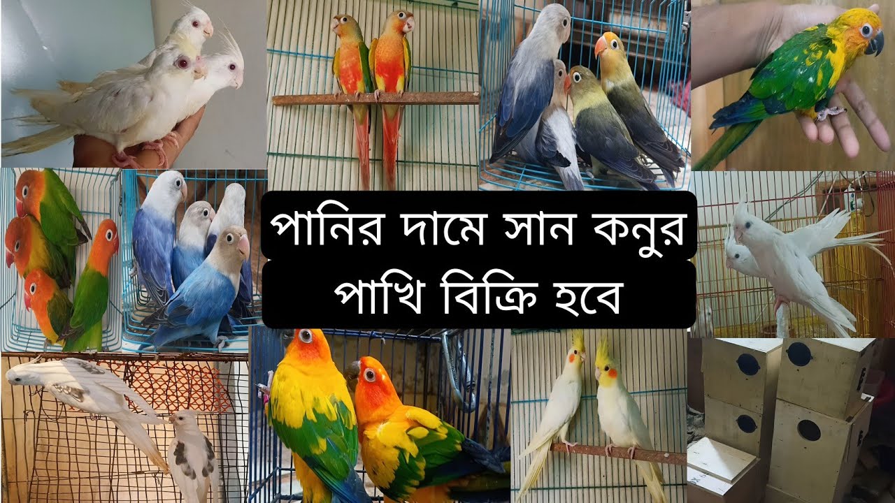 পানির দা-মে সান কনুর পাখি এবং ভিন্ন প্রজাতির পাখির কালেকশন রয়েছে আজকের ( 2025 )
