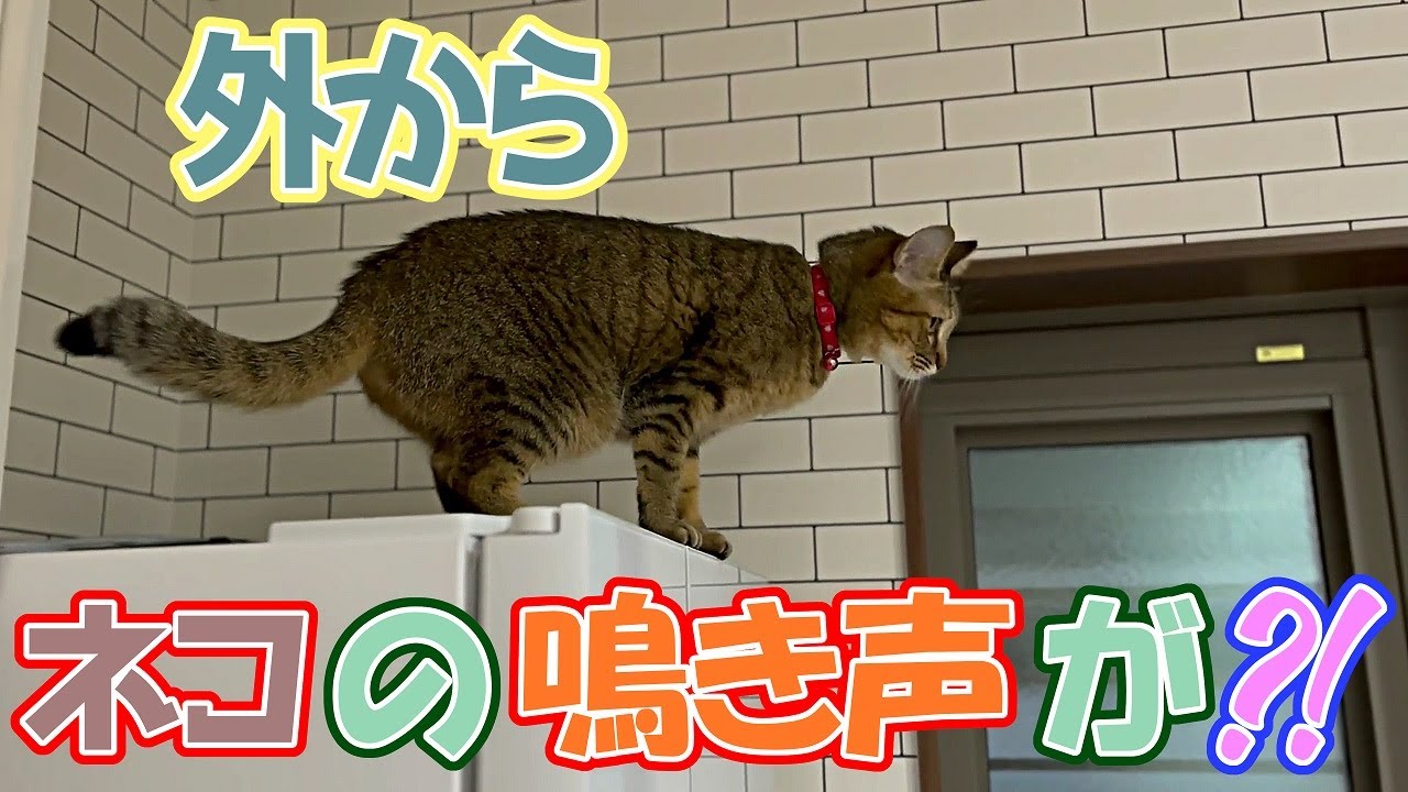 屋外からネコの鳴き声が！？