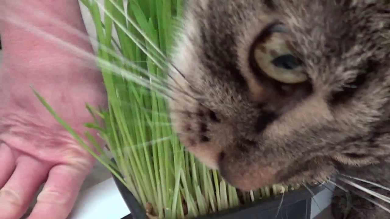 HD Cats eating grass