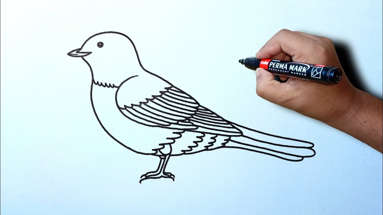 How to draw a bird with easy to draw | Weaver bird drawing