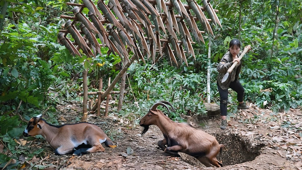 Make a simple trap to catch wild goats,  survival skills in the deep forest, survival alone