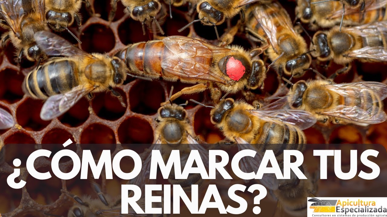 ¿CÓMO MARCAR TUS REINAS? Lecciones de Apicultura