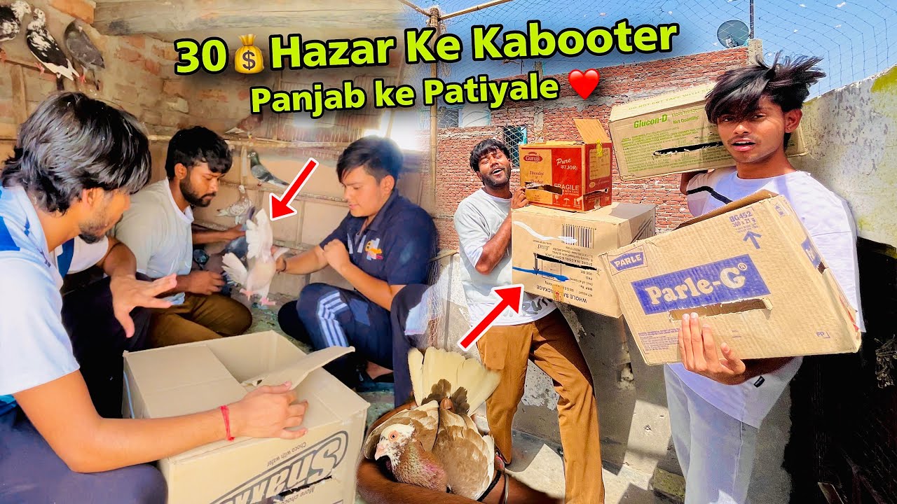 30 Hazar 🤑 Ke Kabooter | Panjab Ke Patiyale Kabooter Le Aaya ❤️