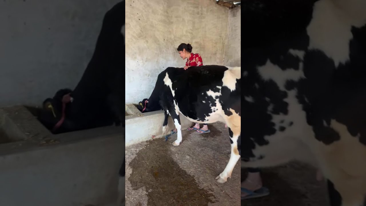 Visit my dairy farm