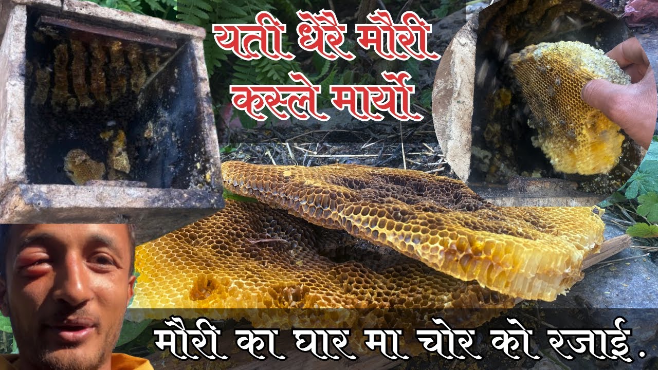 Yeti Dherai Mahuri Aago Ma | Mahuri Palan Nepal | Cerena Beee | Ko hola Ta Maha Chorni ? 2082 