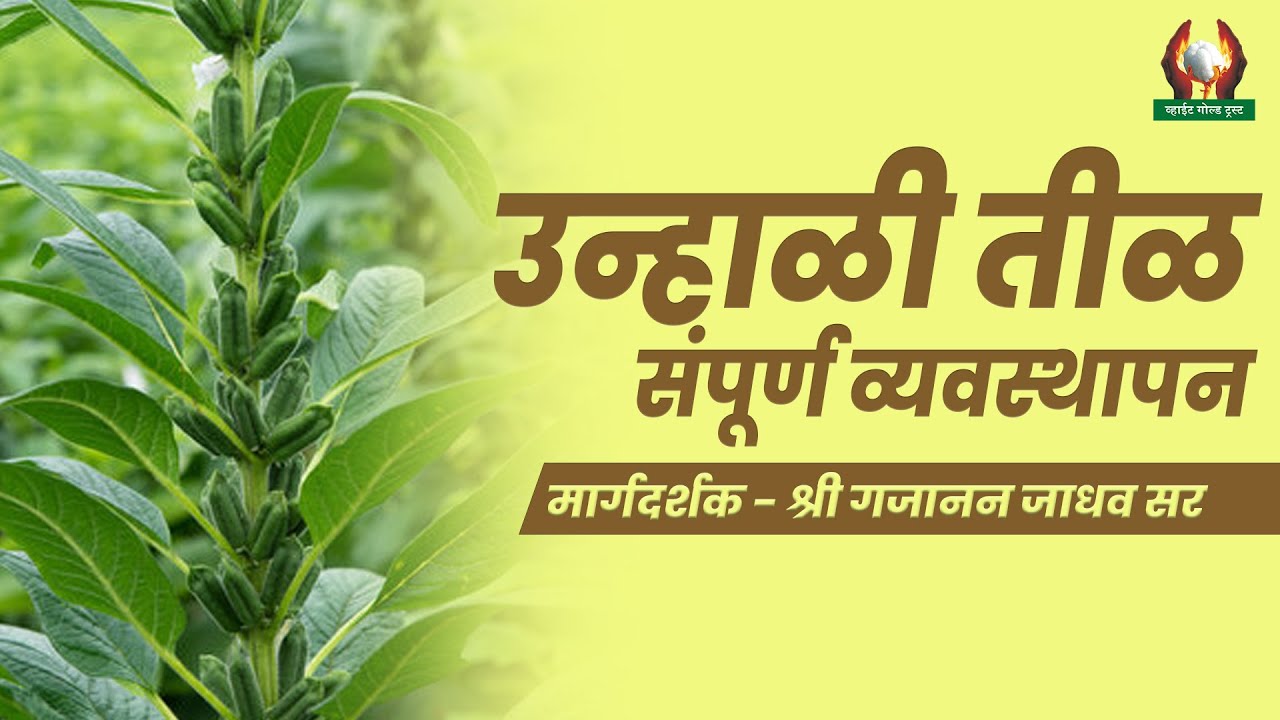 उन्हाळी तीळ संपूर्ण व्यवस्थापन । Complete Management Of Summer Sesame | श्री गजानन जाधव सर #तीळ