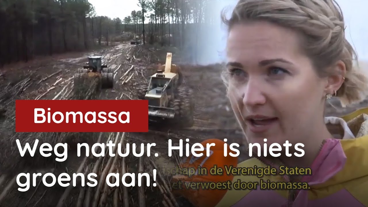 Niet uit te leggen! Biomassa leidt tot grootschalige vernietiging van bossen!