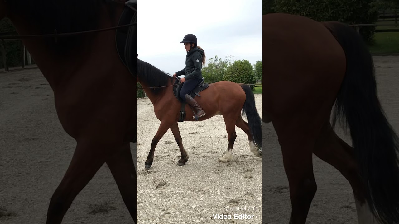 Galop 4: Déplacements des hanches au pas