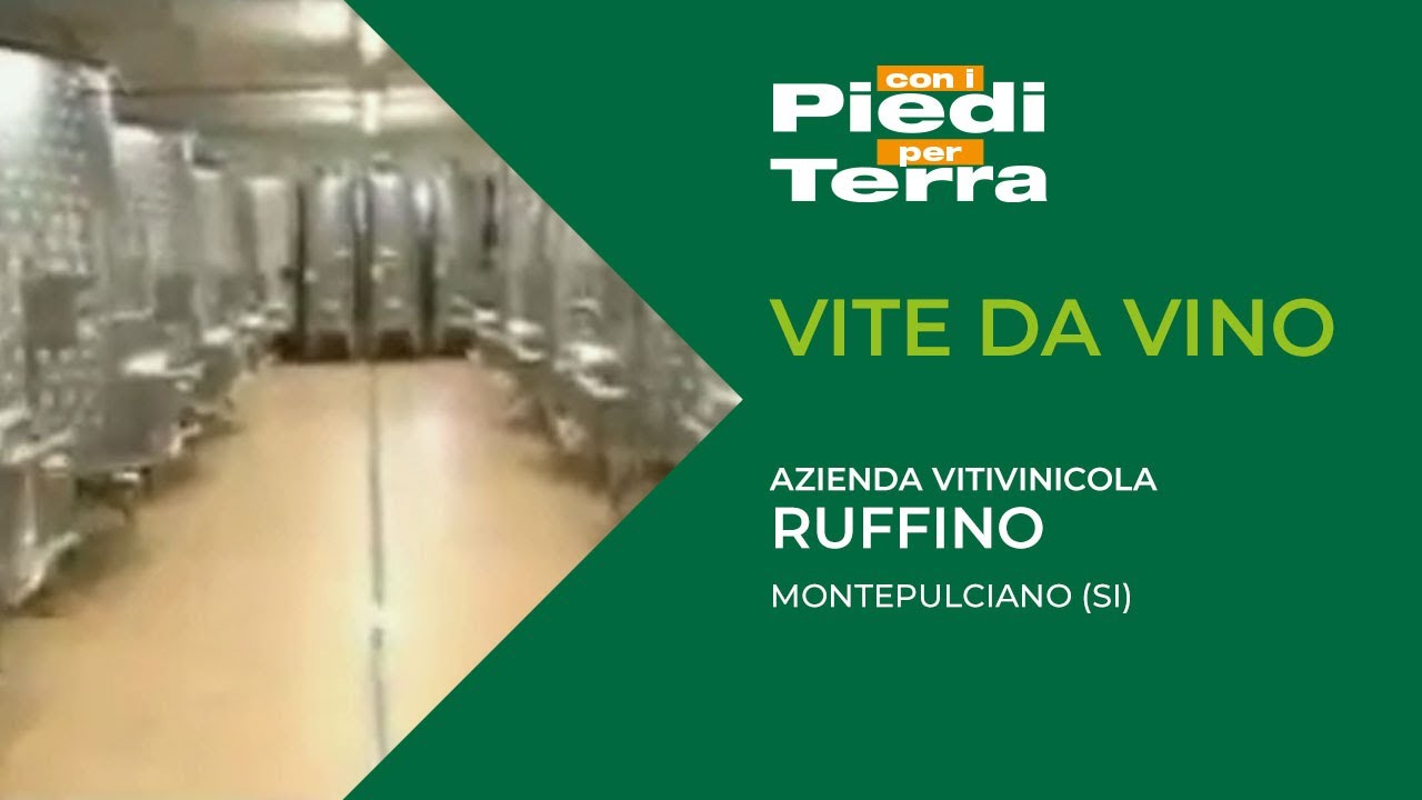 Vite da vino | Azienda vitivinicola Ruffino, tenuta Lodola Nuova, Montepulciano (SI)