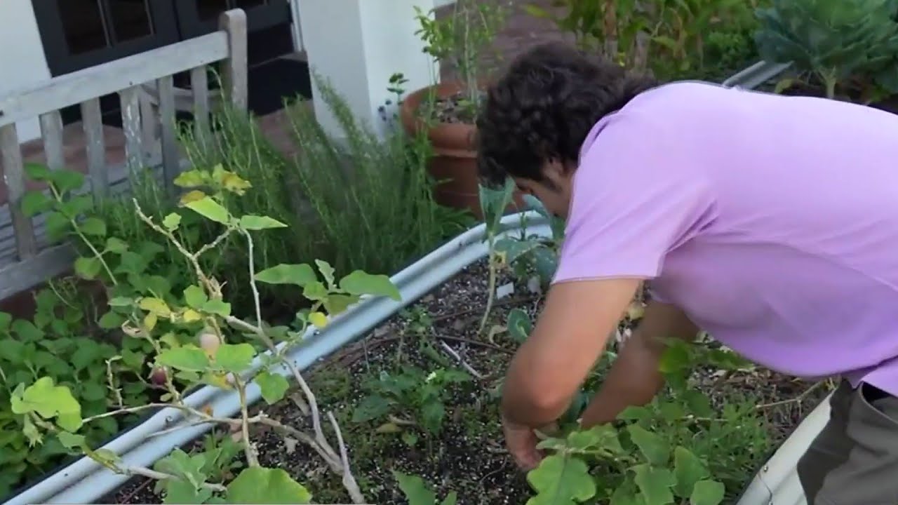 Trying to save some green? Try planting the produce aisle in your own front yard