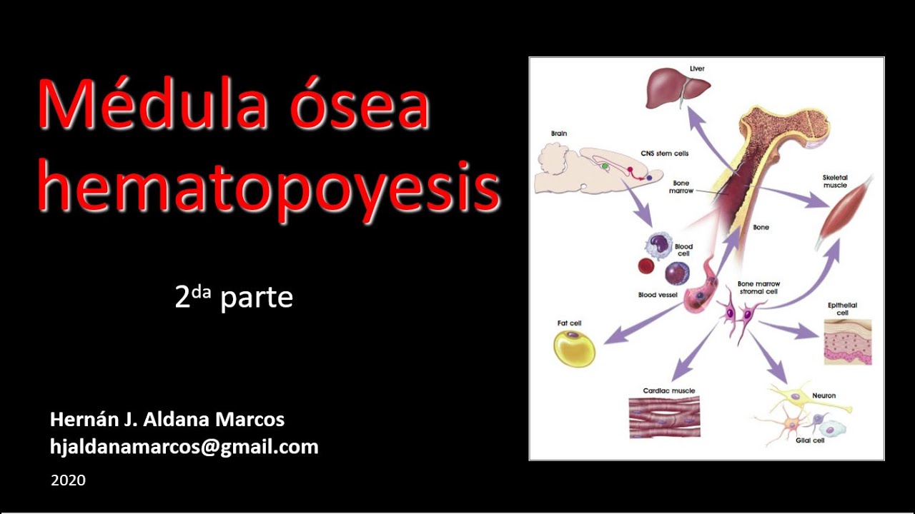 Médula ósea y hematopoyesis. Segunda parte de tres. Hernán Aldana Marcos.