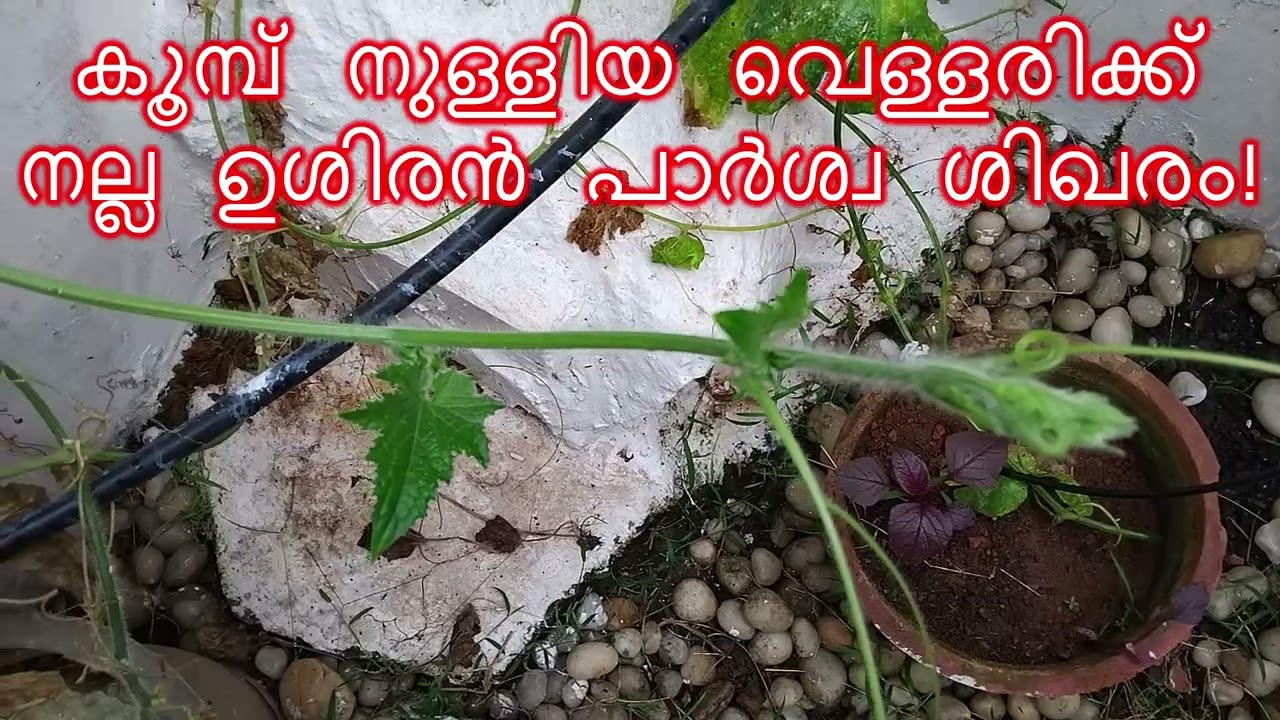കൂമ്പ് നുള്ളിയ വെള്ളരിക്ക് നല്ല ഉശിരൻ പാർശ്വ ശിഖരം!
