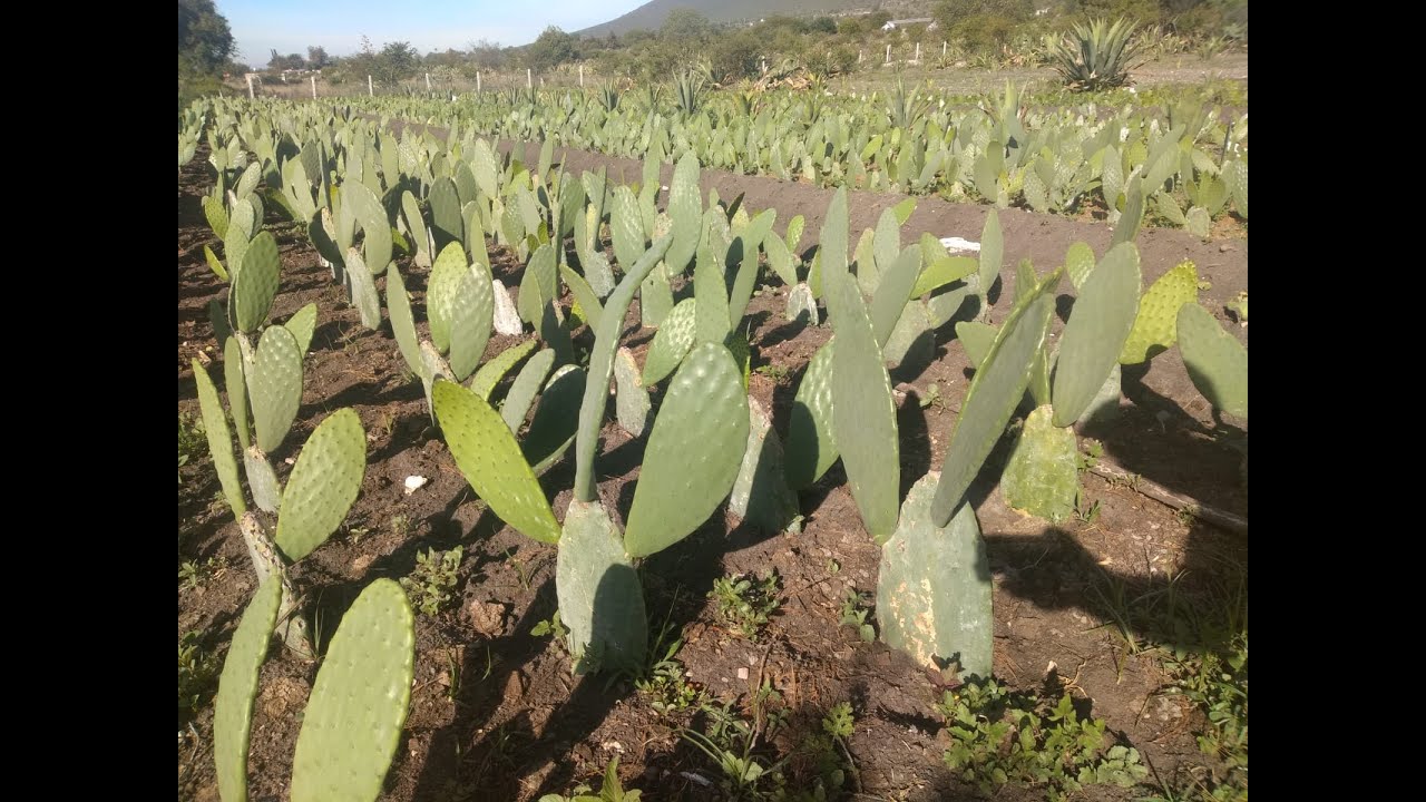 Producción de NOPAL para forraje