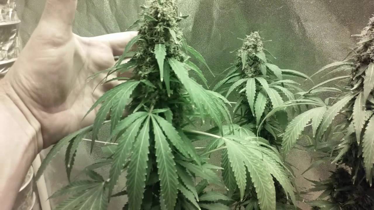 Purple Og plant