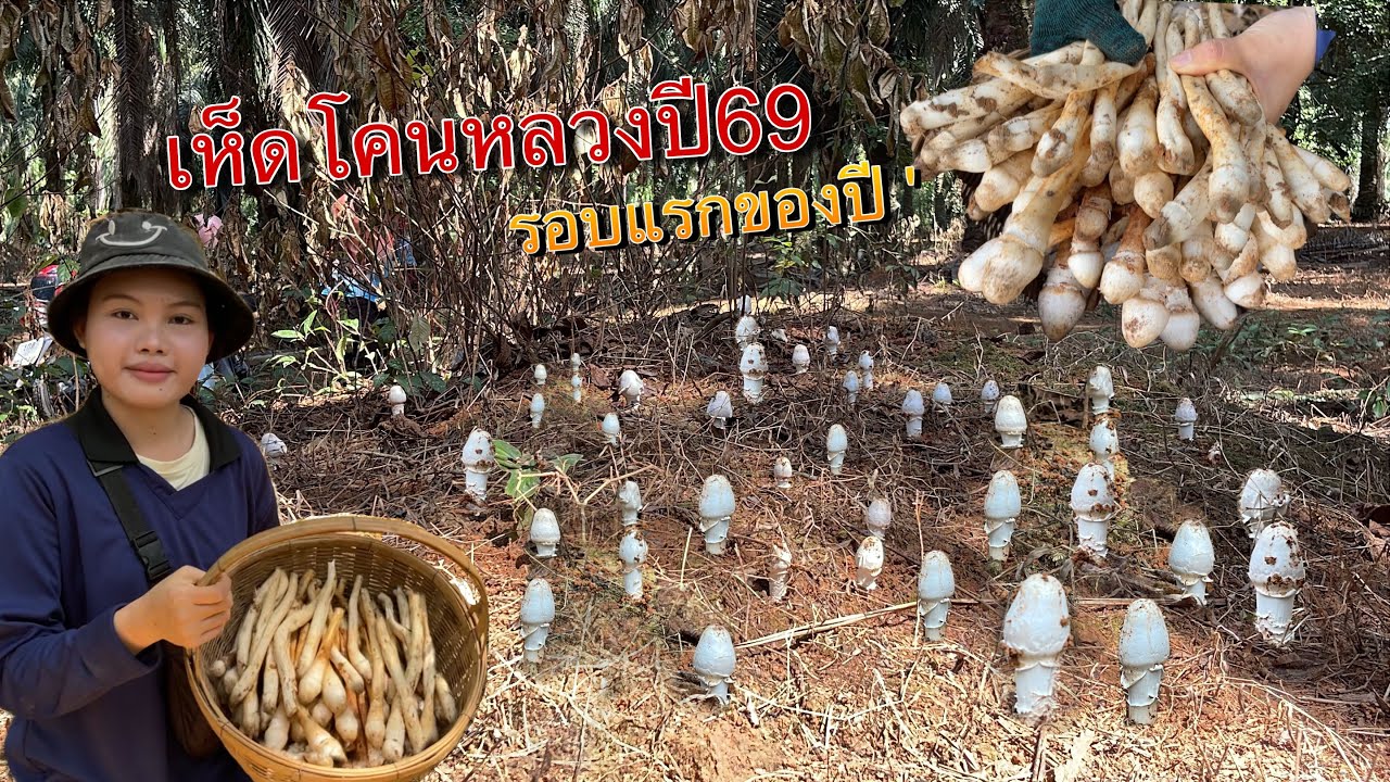 ออกอีกแล้วว!!เห็ดโคนหลวงรอบแรกปี69!!แล้งแค่ไหนก็ออกกไม่เชื่อก็ต้องเชื่อเกือบเต็มตะกร้า(22.01.69)