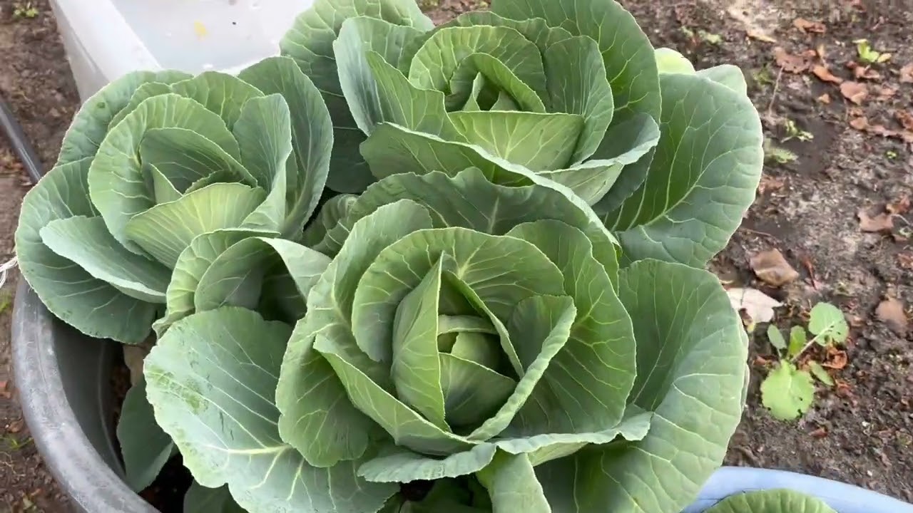 This is what  cabbage broccoli, and kale  look like after a cool front