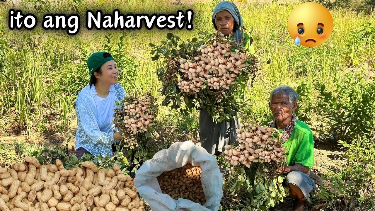 Nangyari sa mga Mani ni Lolo sa Bundok‼️ Harvesting Peanut | ROMALYN VLOGS