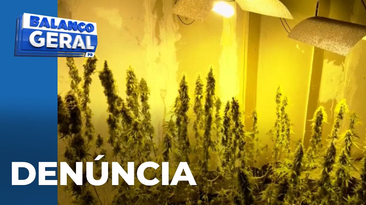 Pol&iacute;cia encontra planta&ccedil;&atilde;o de maconha em casa no Parque Hort&ecirc;ncia em Maring&aacute;