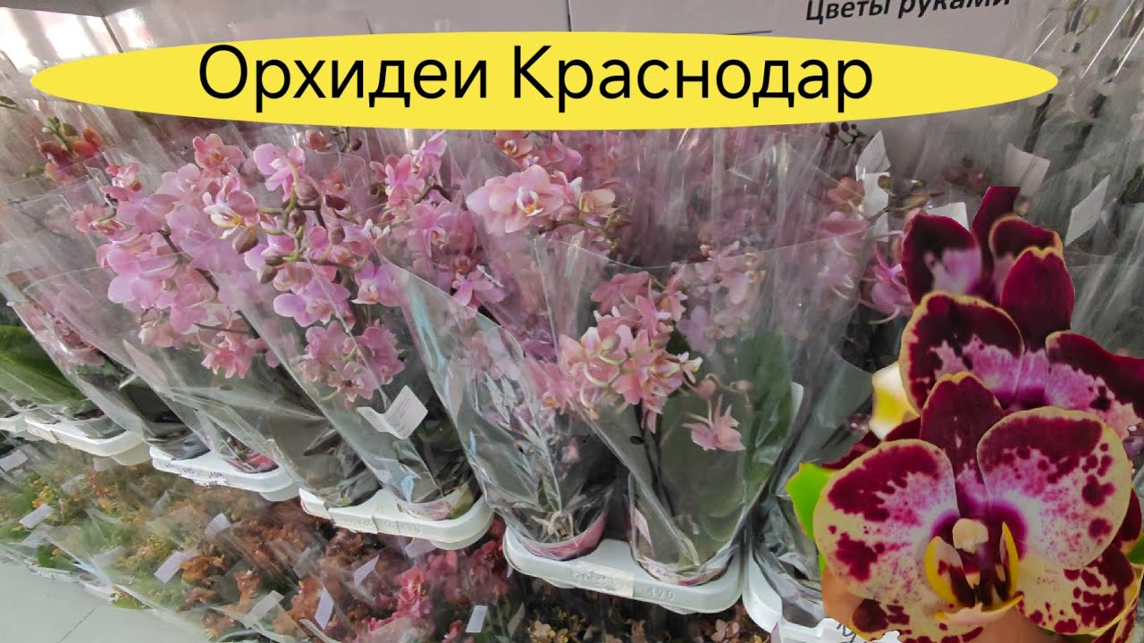 ВОСТОРГ! Впервые ПОПАЛА на ТАКОЙ ЗАВОЗ ОРХИДЕЙ в магазине Краснодара Flowers-yuga.ru