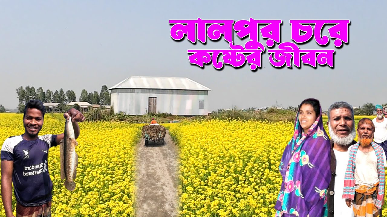 দূর্গম লালপুর চরে নদী ভাঙ্গা মানুষের বসবাস।Lalpur Char,Village life bd,Rural life bd.