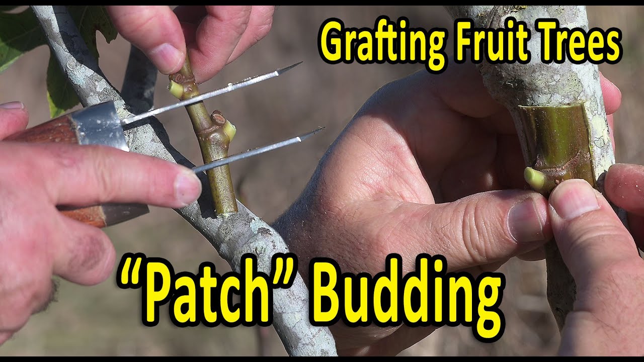 Grafting Fruit Trees | PATCH BUDDING Grafting Technique