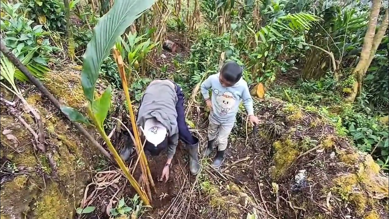 Miren como es que se siembra el cardamomo😉