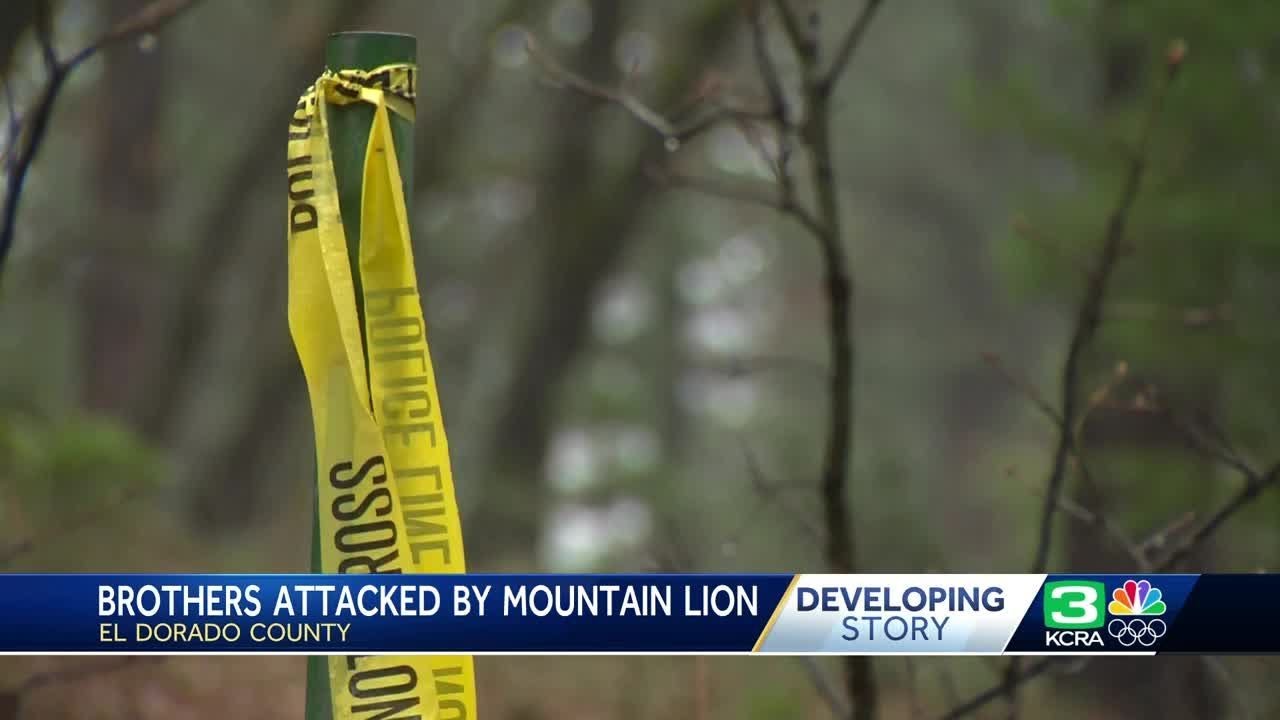 Teen who lost brother in California mountain lion attack expected to survive