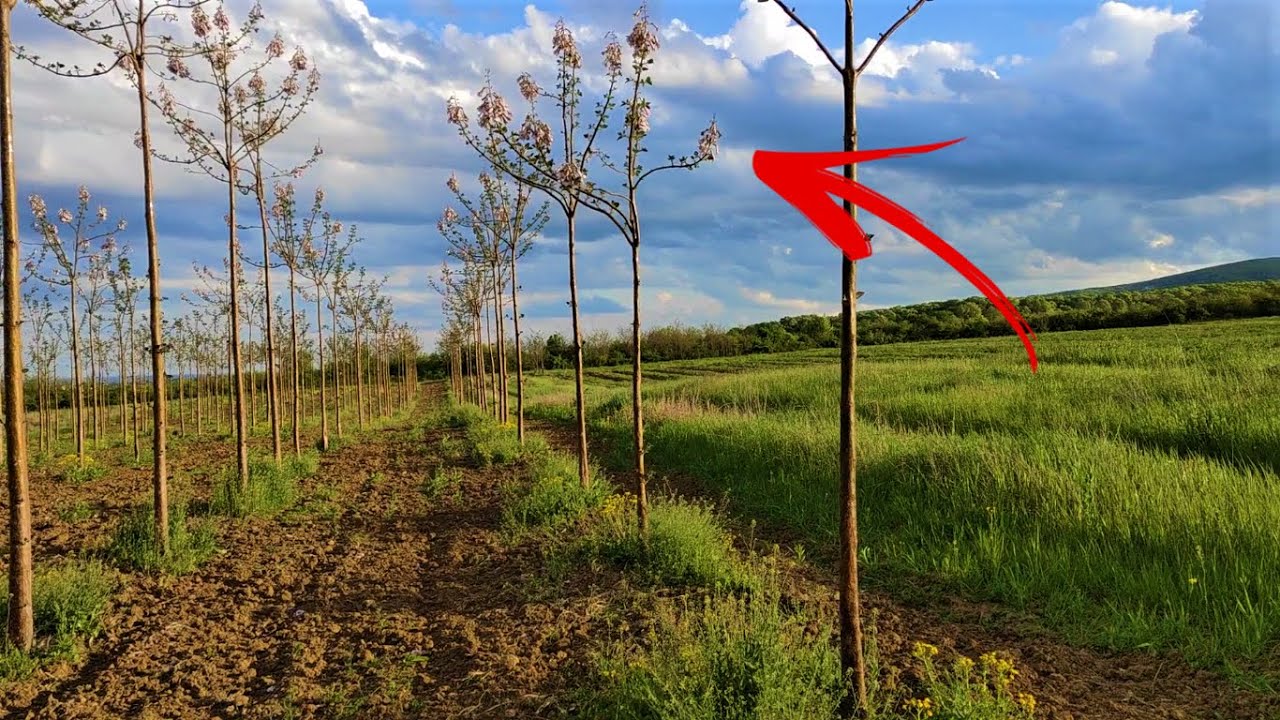 STOP❌ Ultimul clip despre Paulownia...