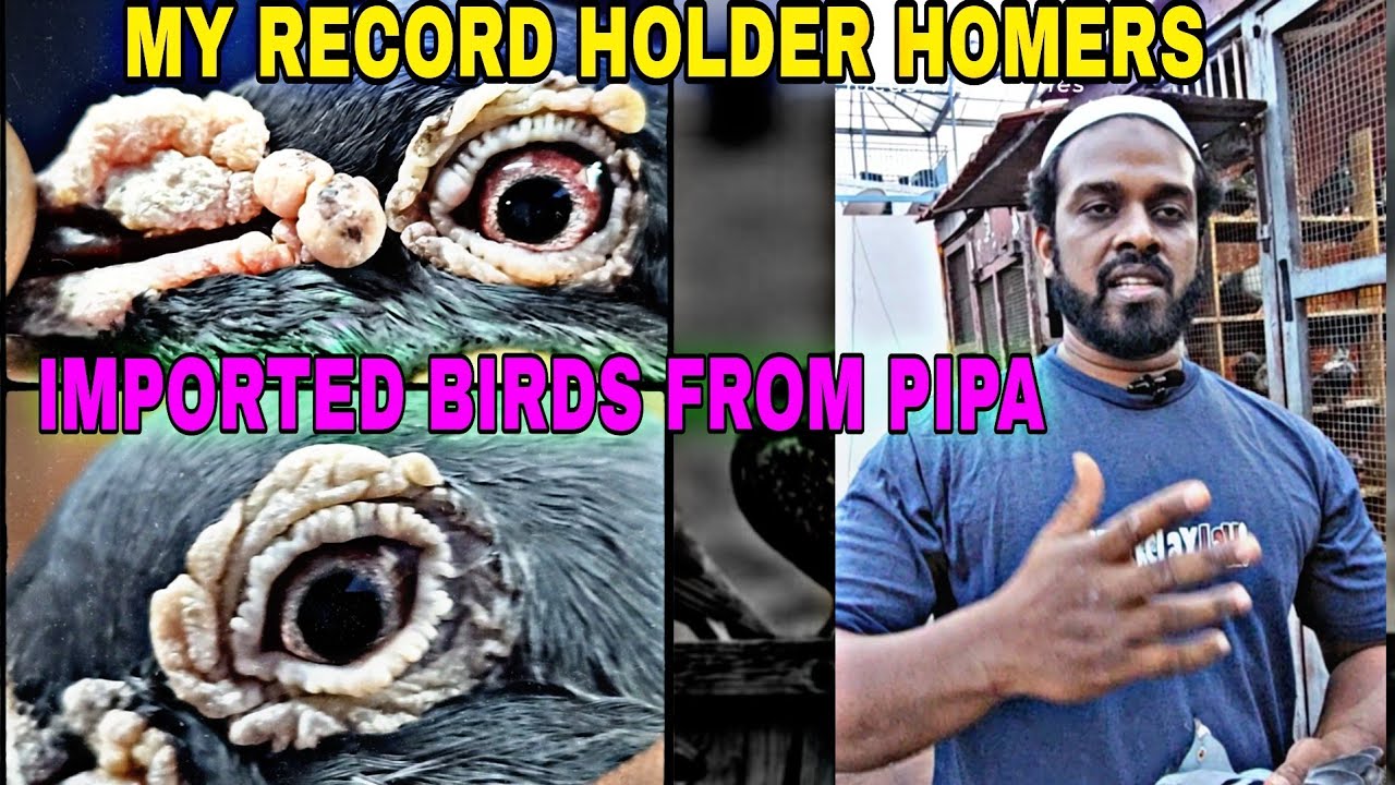 IMPORTED BIRDS FROM PIPA AND RECORD HOLDER HOMER PIGEONS AT SHAFIQ'S LOFT CHENNAI