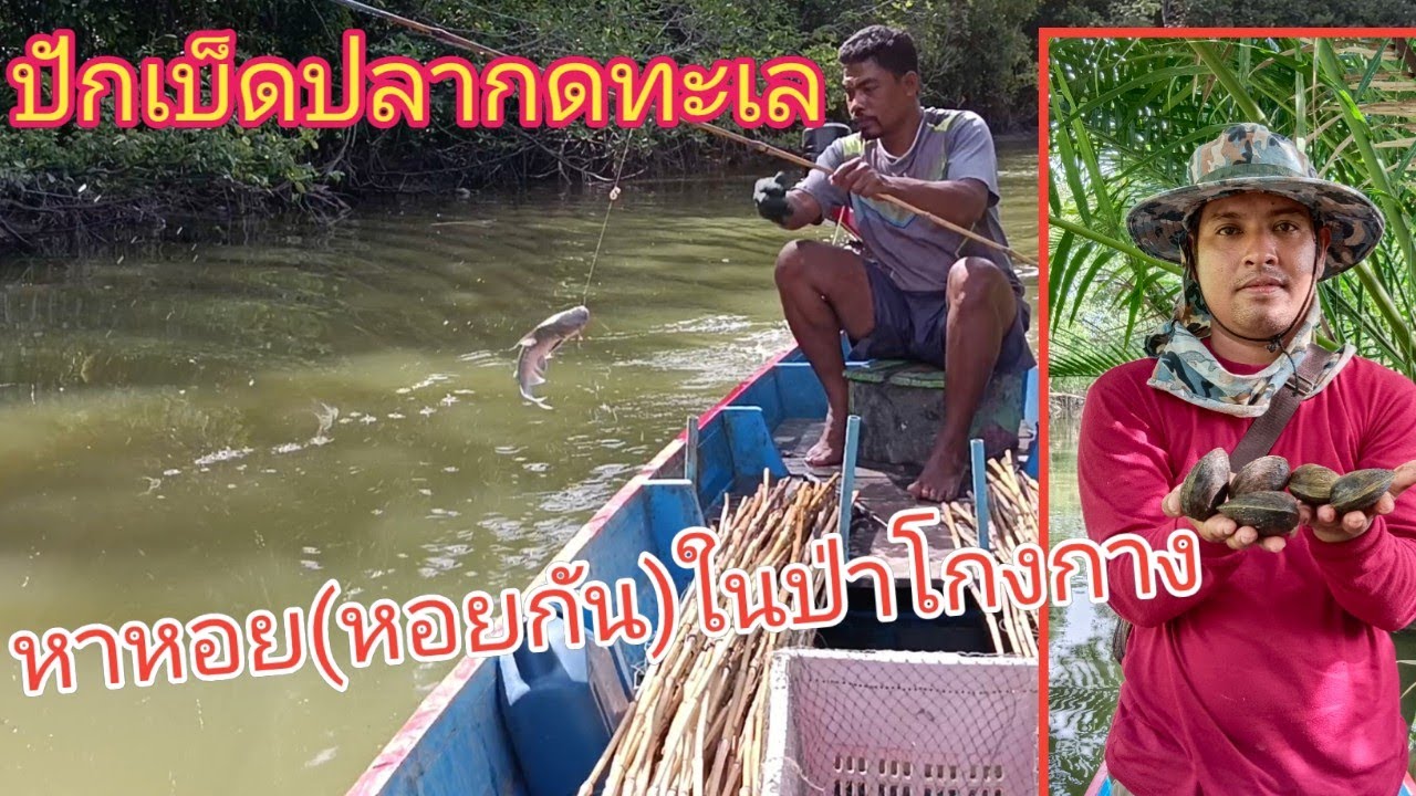ปักเบ็ดปลากดทะเล หาหอย ในป่าโกงกาง #ป่าโกงกางอุดมสมบูรณ์ ปากพนัง นครศรีธรรมราช