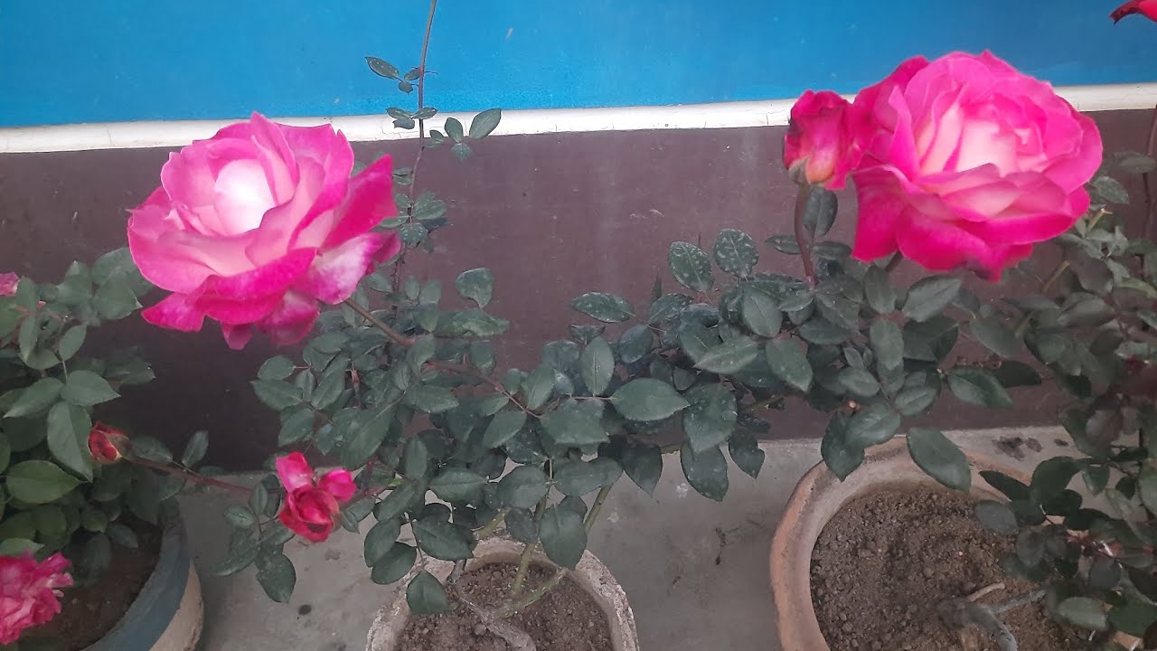 गुलाब मैं ज्यादा बड़ा फूल लेने के लिए या खाद डालो