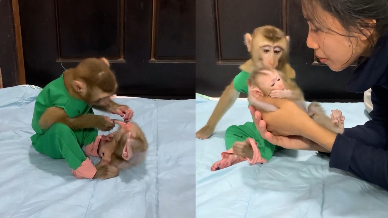 Sweet Sibling Love! 🐒 Big Monkey Kisses the Tiny Newborn
