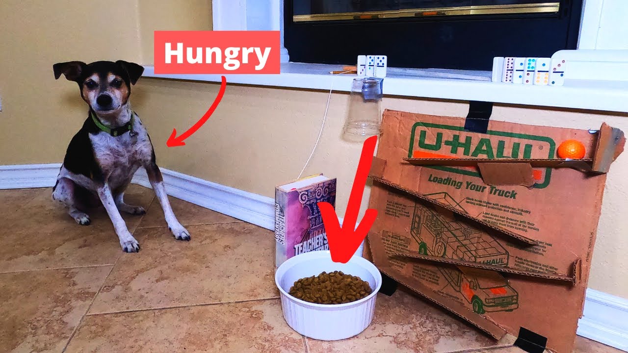 I Built a CONTRAPTION to feed my dog from my ROOM!