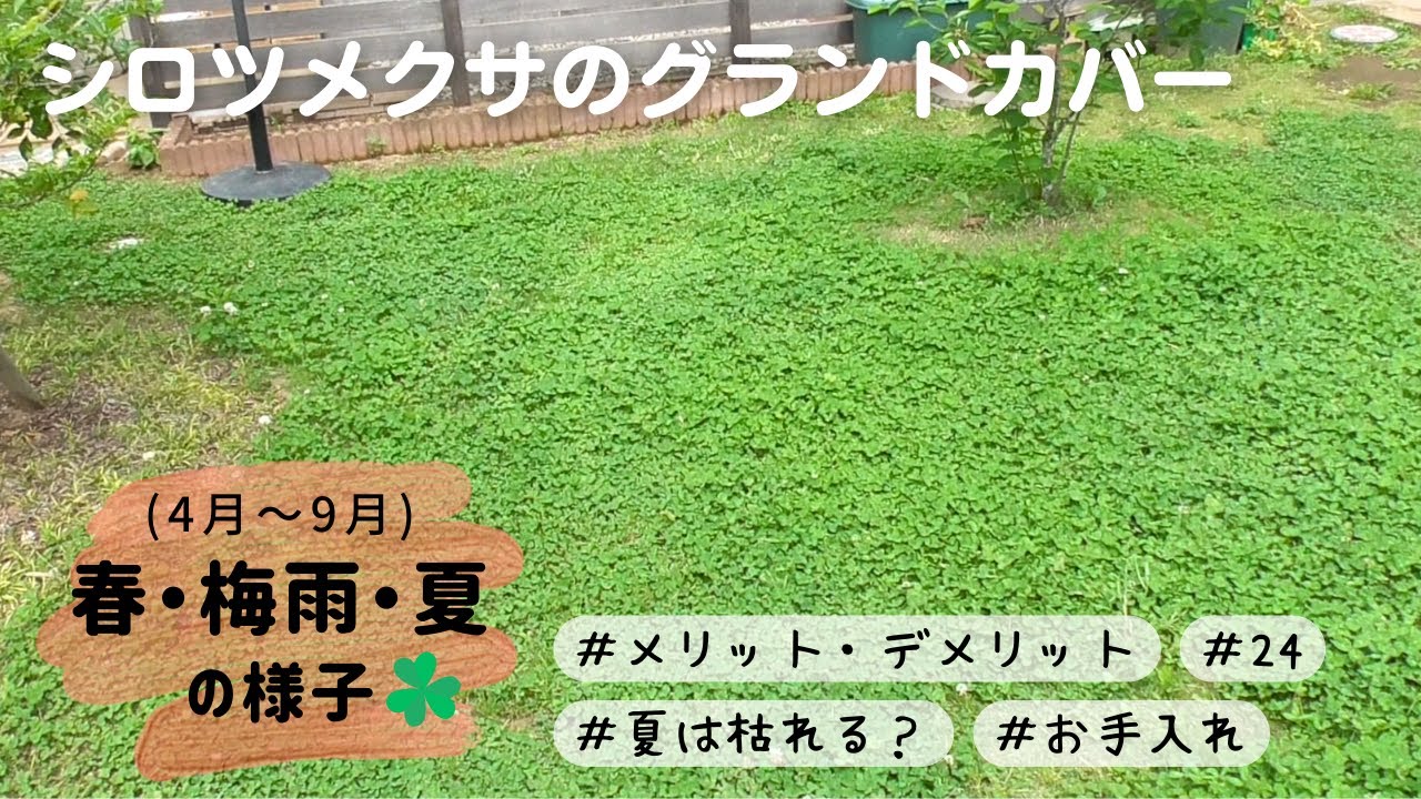 【シロツメクサで雑草対策？】成長記録・春から夏の様子、メリットとデメリット